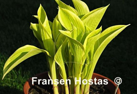 Hosta Mountain Haze